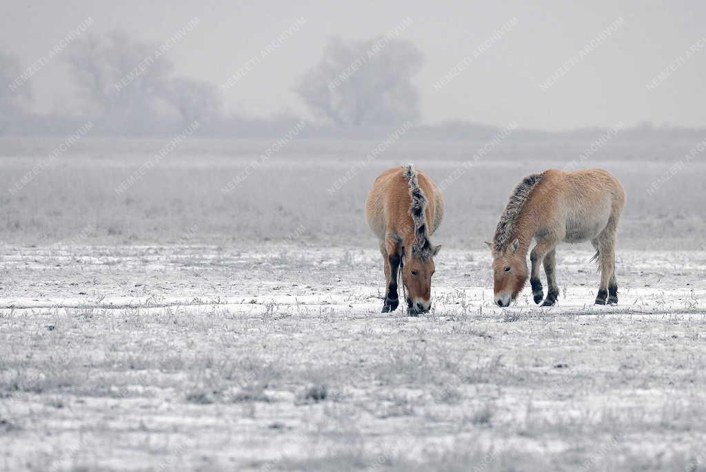 Állatvilág - Hortobágy - Przewalski-lovak a Hortobágyon