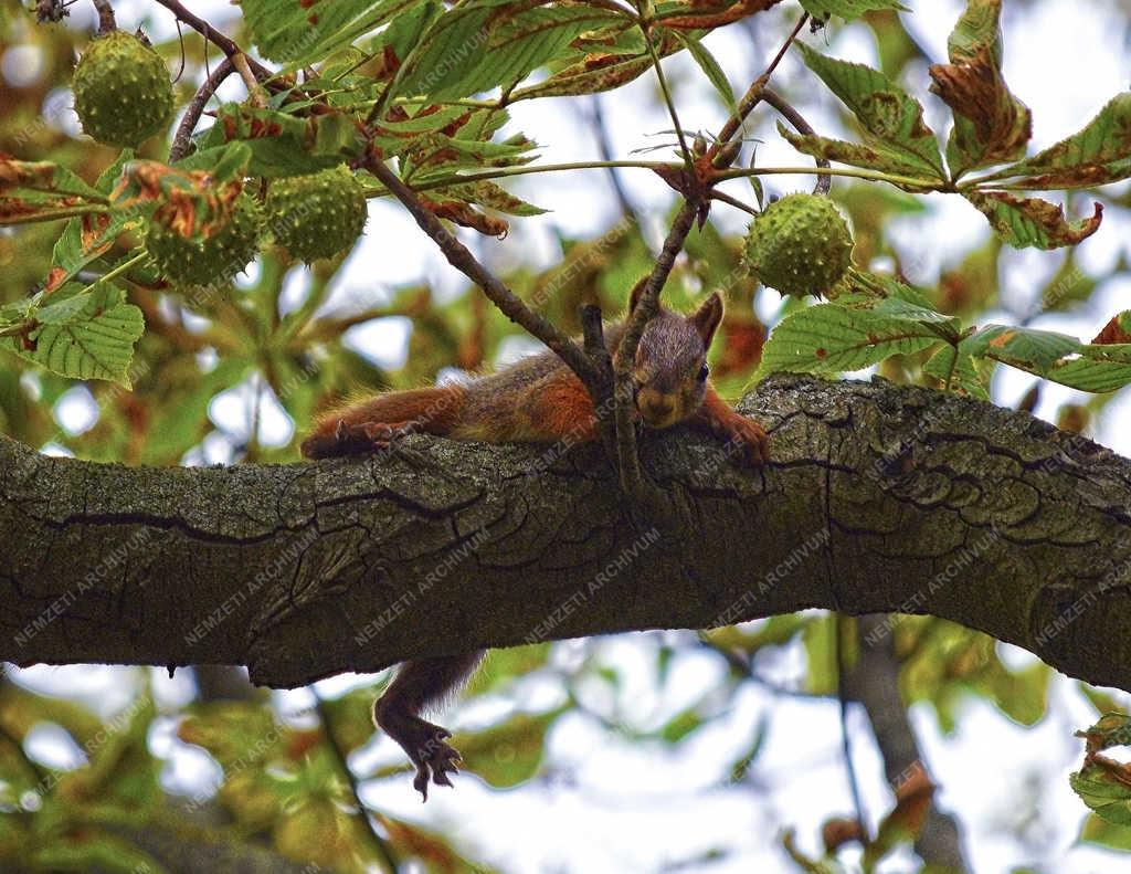 Természet - Budapest - Európai mókus