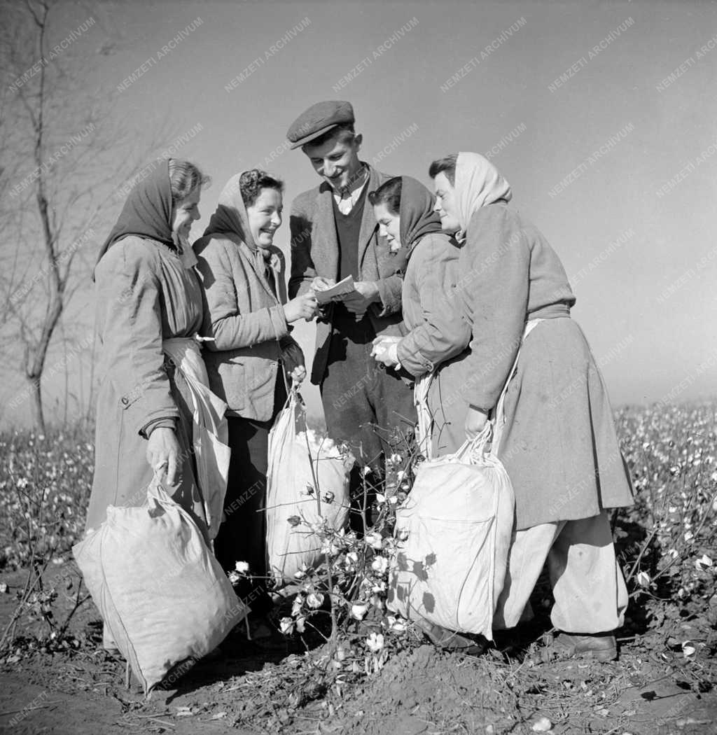 Mezőgazdaság - Hajdú Júlia gyapotszedő