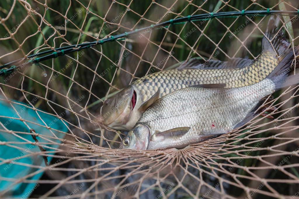 Állat - Szigetszentmiklós - Pontyok egy horgászstégen