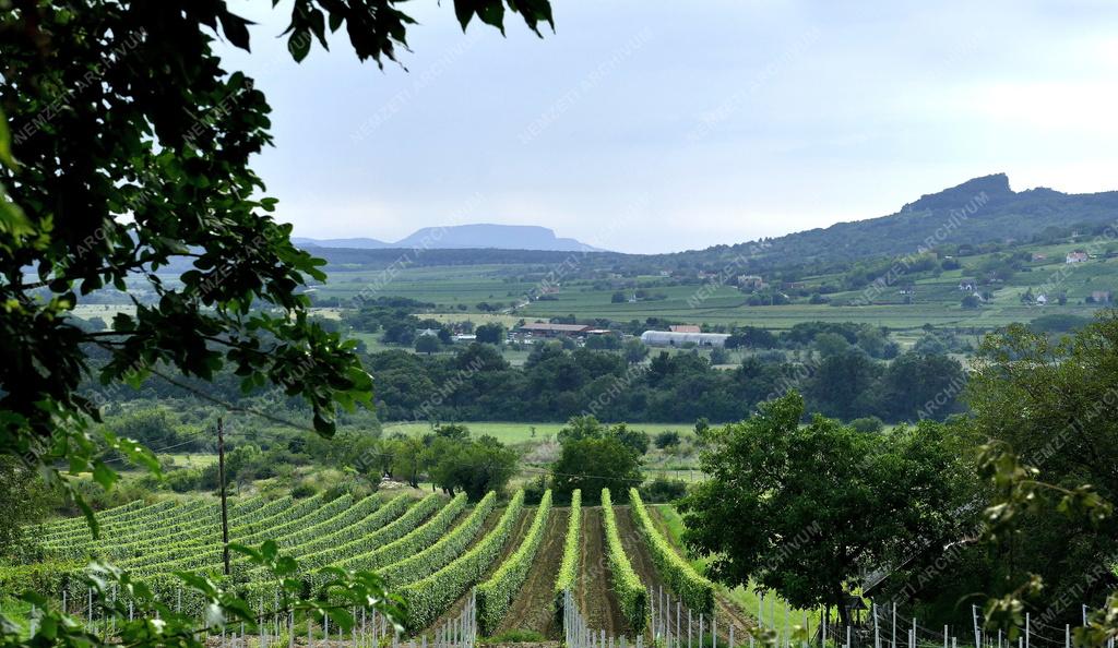 Tájkép - Balatonfelvidéki táj