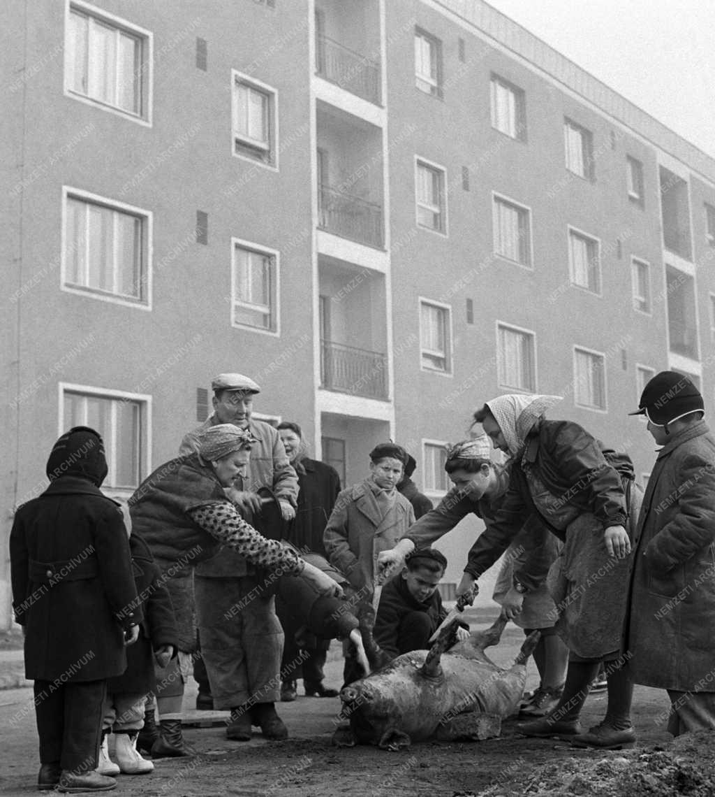 Életkép - Disznóvágás a 14. kerületben 