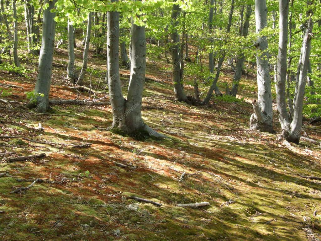 Természet -  Éger-völgyi erdőrészlet