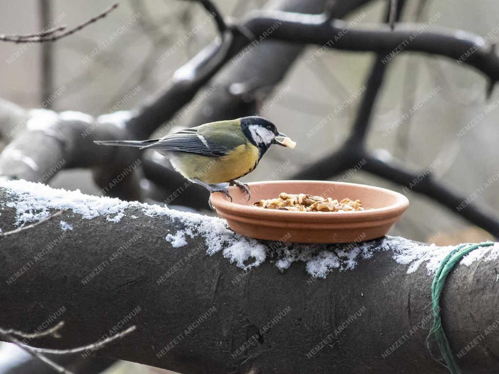 Természet - Budapest - Széncinege a Népligetben