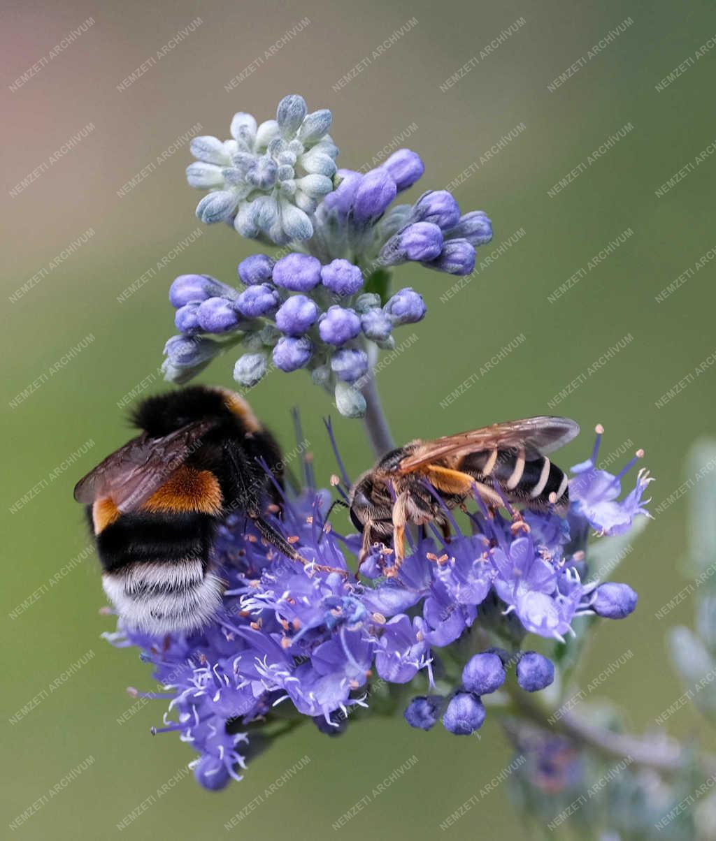 Természet - Verőce - Méhek a virágon