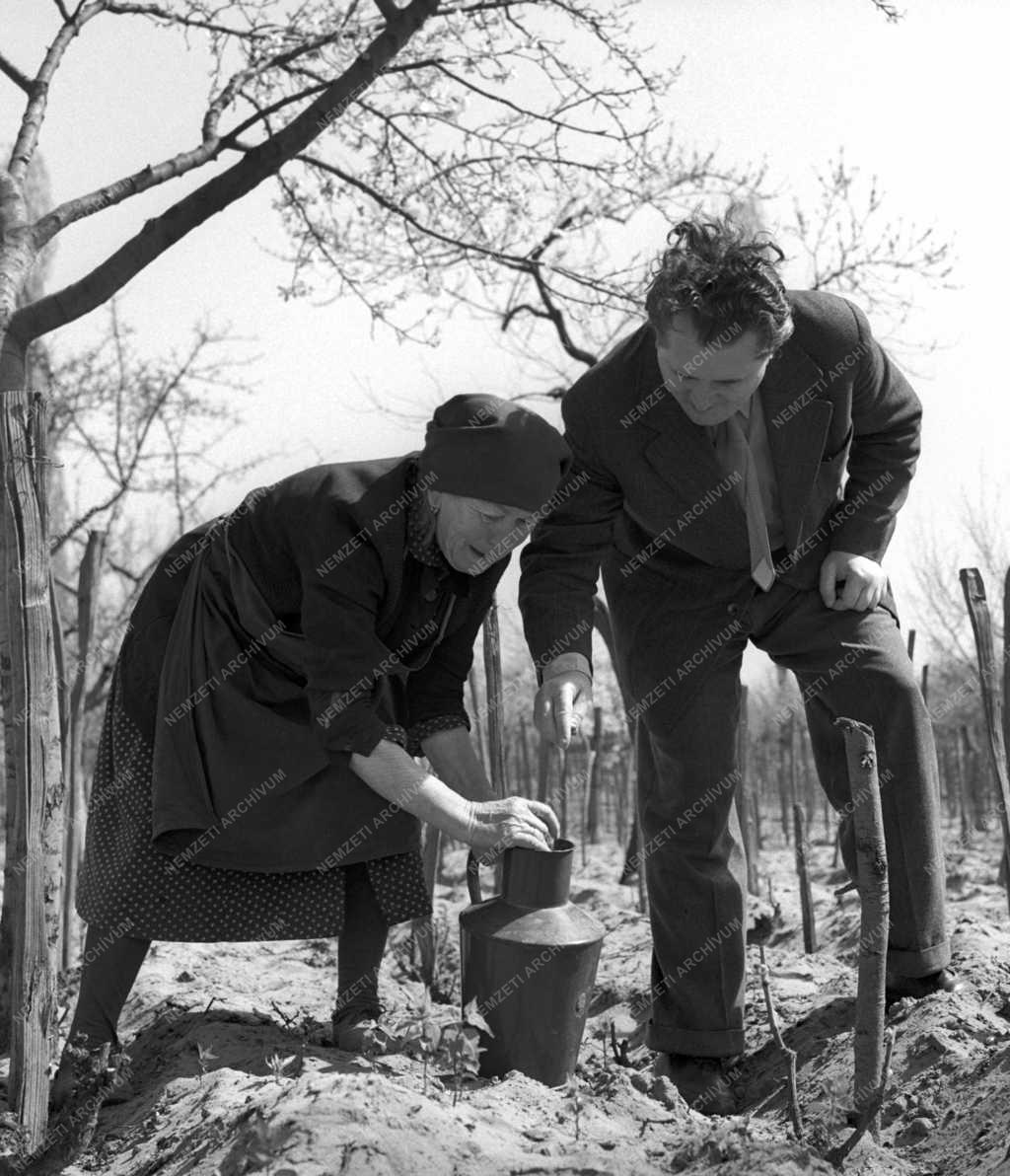 Cseres Tibor író a ceglédi Petőfi Tsz-ben