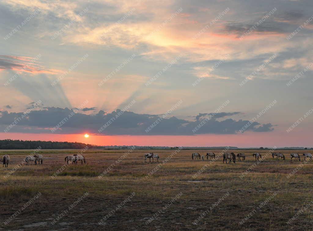 Tájkép - Természet - Napkelte Hortobágyon