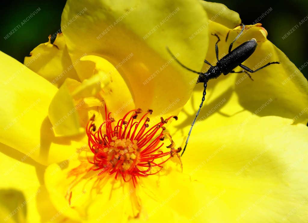 Természet - Verőce - Kis hőscincér