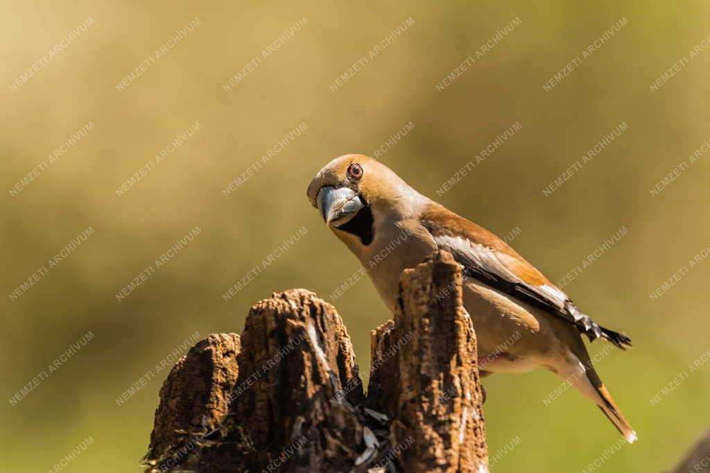 Természet - Meggyvágó Tőserdőn