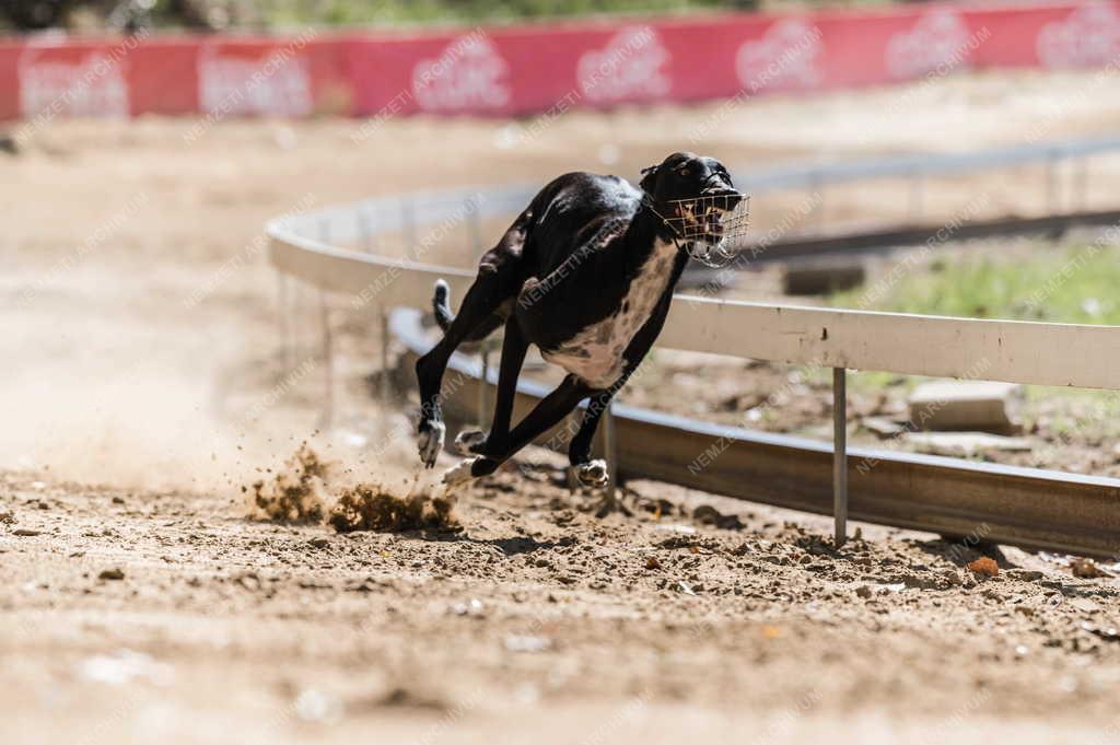 Sport - Isaszegi Agárpálya