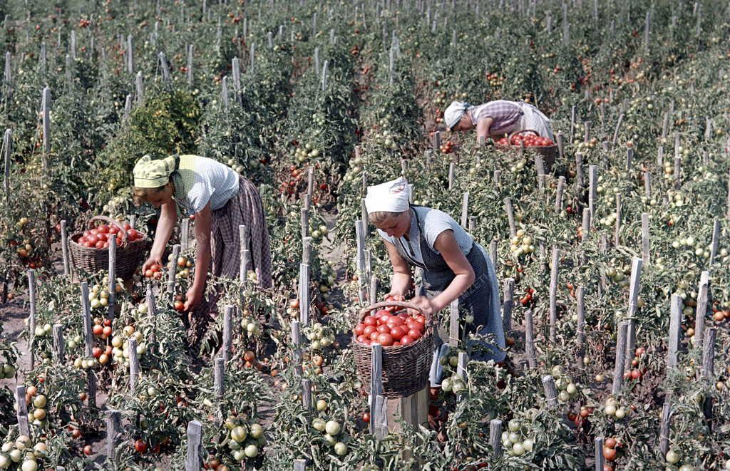 Mezőgazdaság - Duna-Tiszaközi MGTSZ