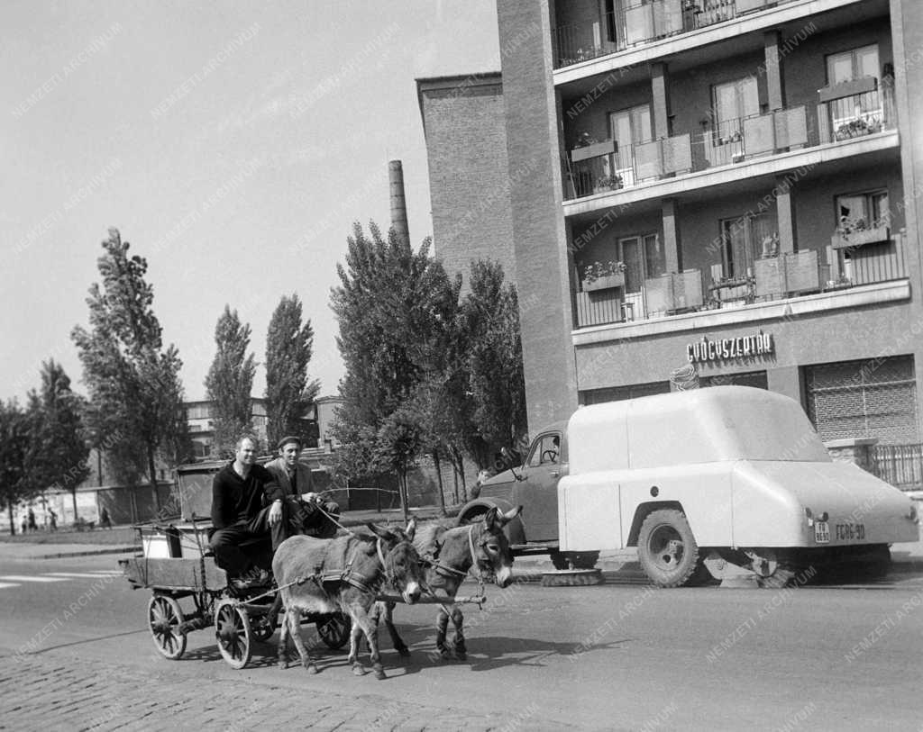 Városkép-életkép - Szamárfogat Salgótarjánban
