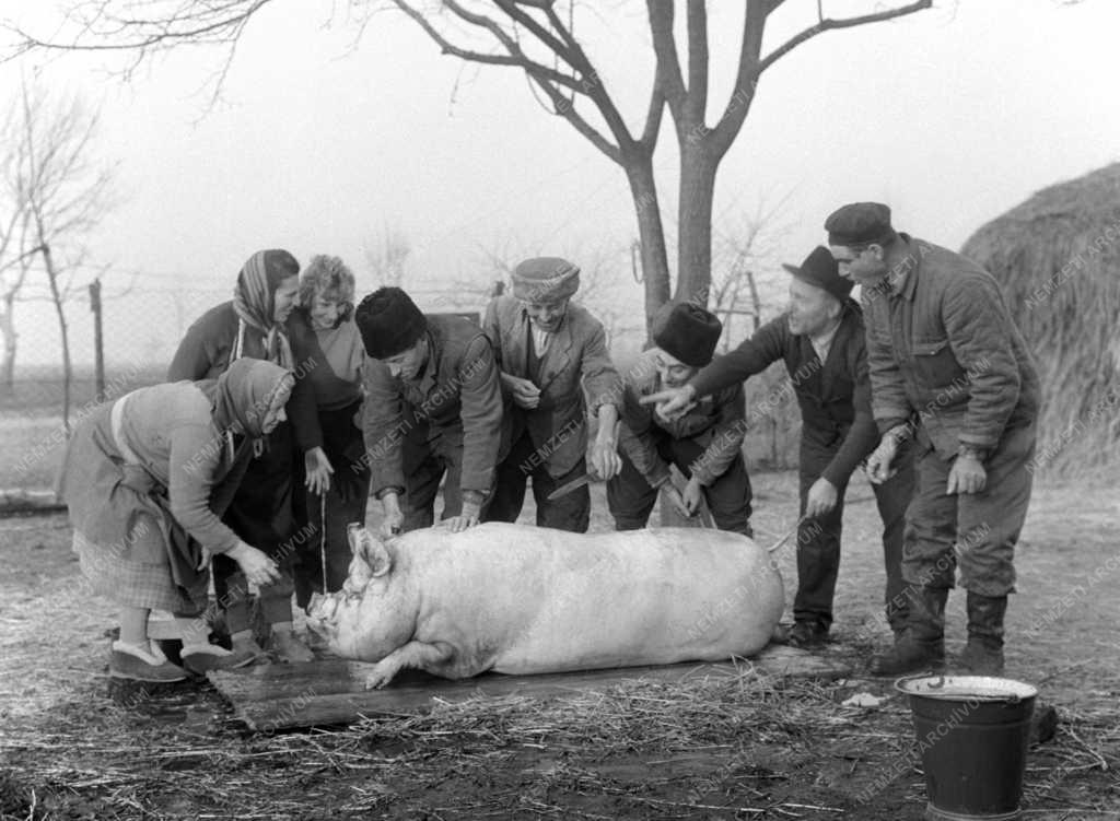 Életvitel - Falusi disznóvágás