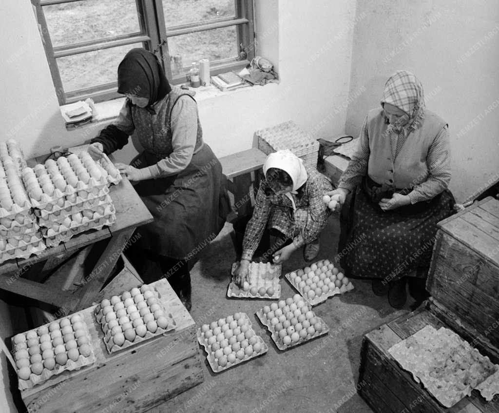 Mezőgazdaság - Zalavári Új Idők Termelőszövetkezet