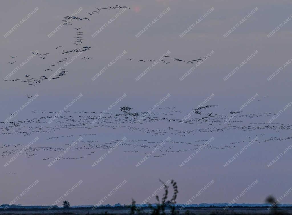 Természet - Hortobágy - Darvak vonulása 