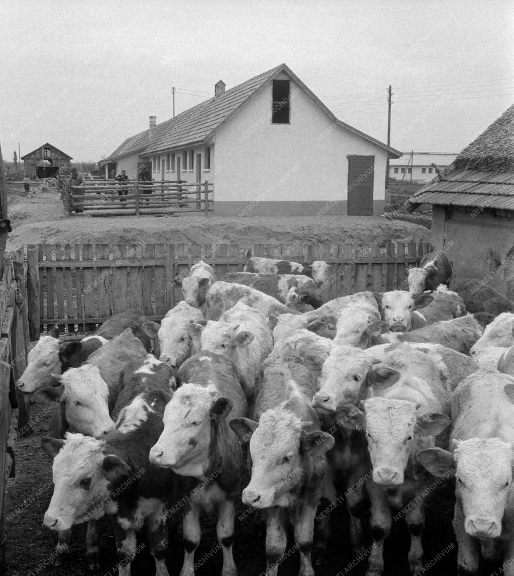 Mezőgazdaság - Ceglédi Táncsics Termelőszövetkezet