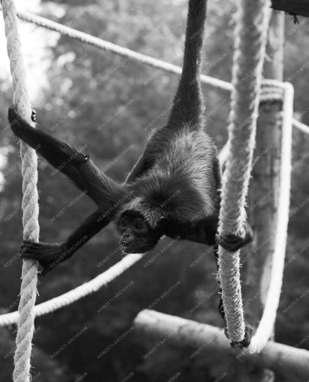 Állatvilág - Pókmajmok a Fővárosi Állat- és Növénykertben