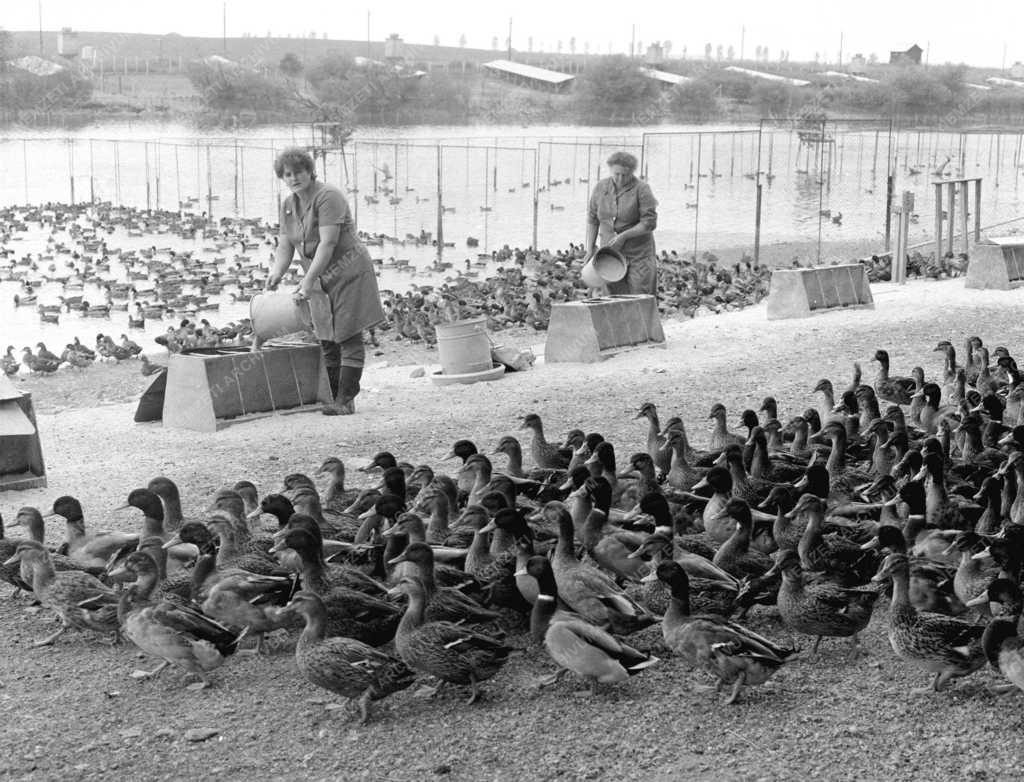 Állattenyésztés - Vácszentlászlói vadkacsák exportra