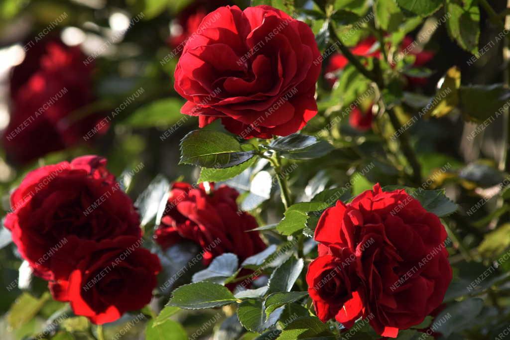 Természet – Növény - Futórózsa