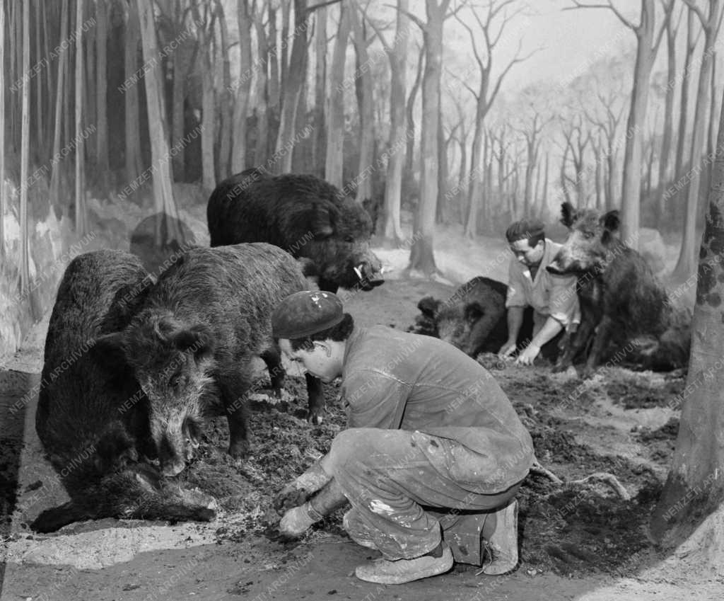 Kultúra - Magyarország állatvilágát bemutató kiállítás nyílik 