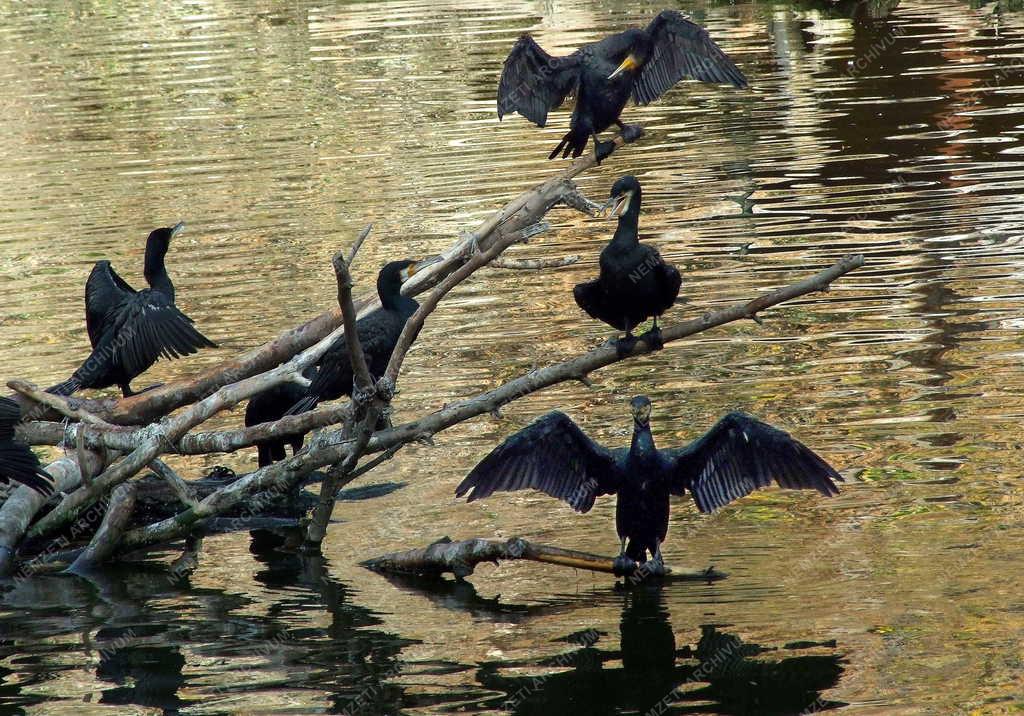 Természet - Budapest - Ősz a fővárosi állatkertben
