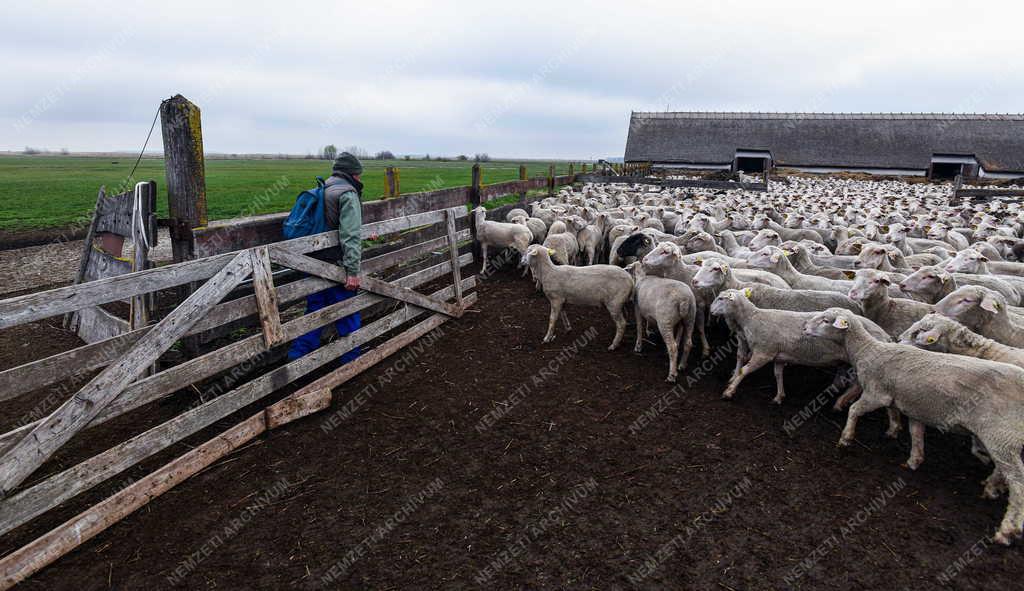 Mezőgazdaság - Kezdődik a legeltetési szezon Hortobágyon