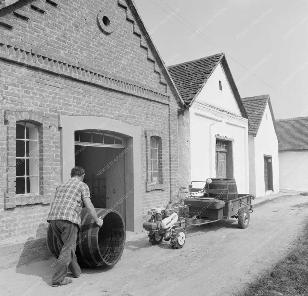 Mezőgazdaság - Szüreti készülődés Villánykövesden