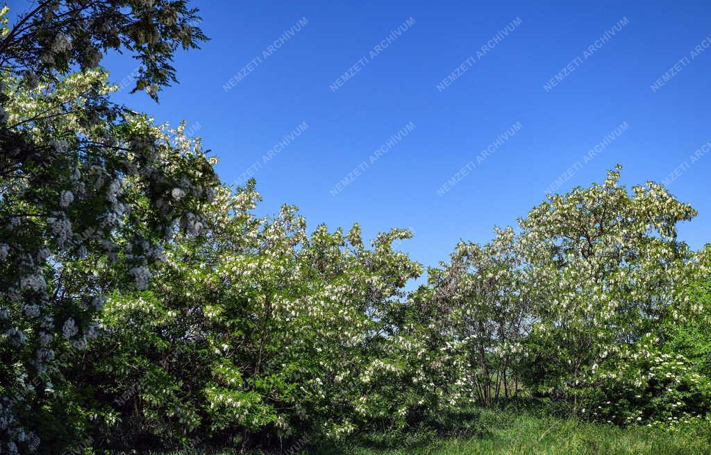 Természet - Akácvirágzás