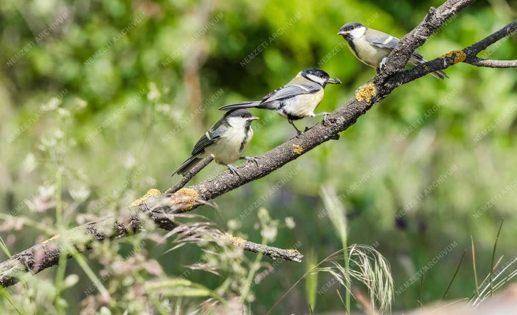 Természet - Tiszaalpár - Fenyvescinege