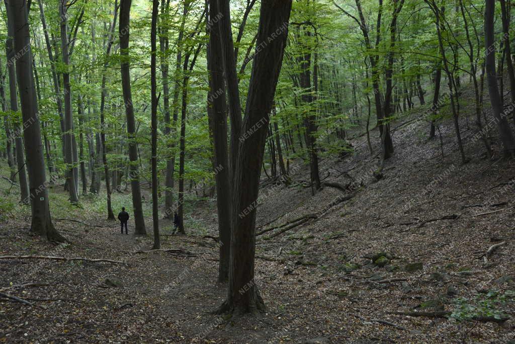 Természet - Kemence - Börzsönyi erdőrészlet