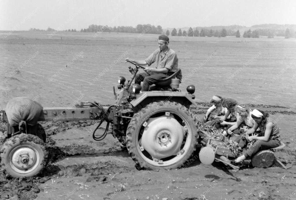 Mezőgazdaság - Palántázás a Környei Állami Gazdaságban