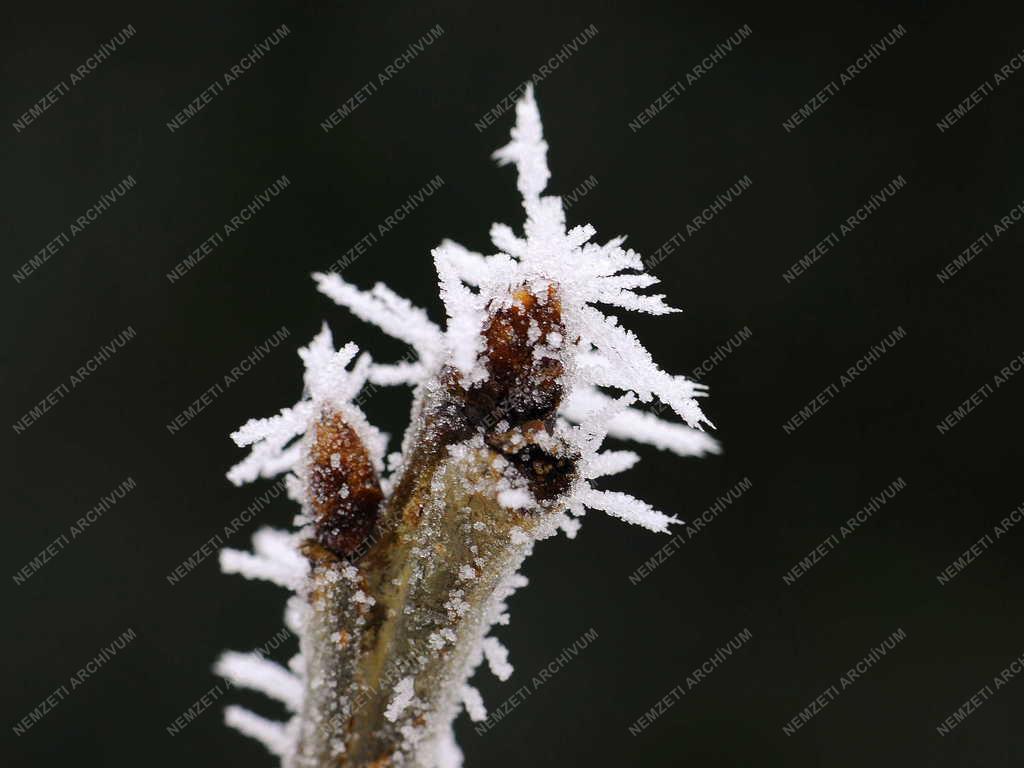 Természet - Debrecen - Zúzmarás növények