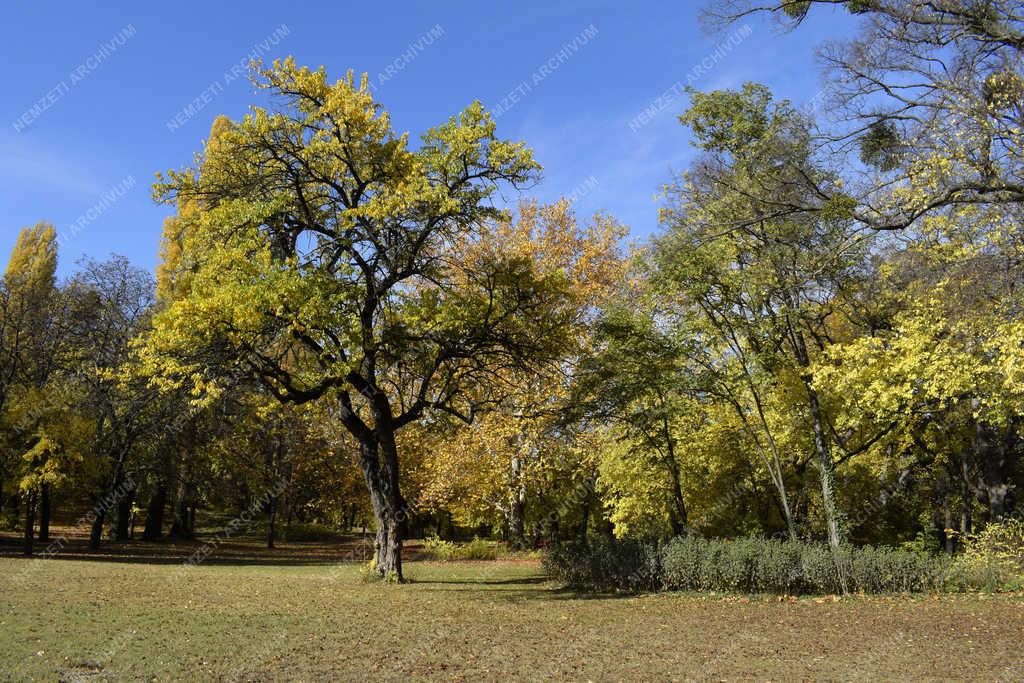 Természet - Budapest - Őszi Népliget