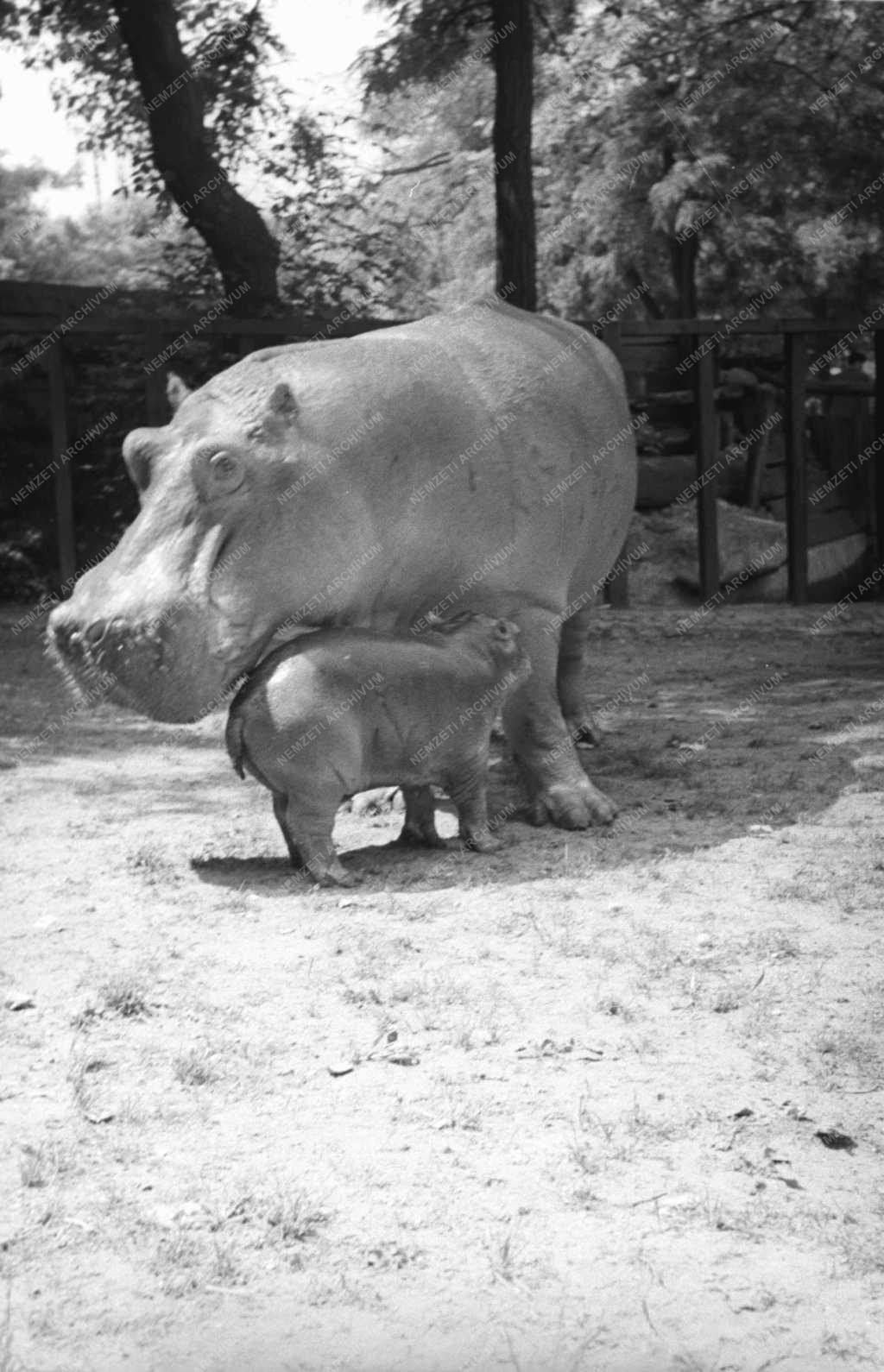 Emberi érdeklődés - Állatkert - Víziló