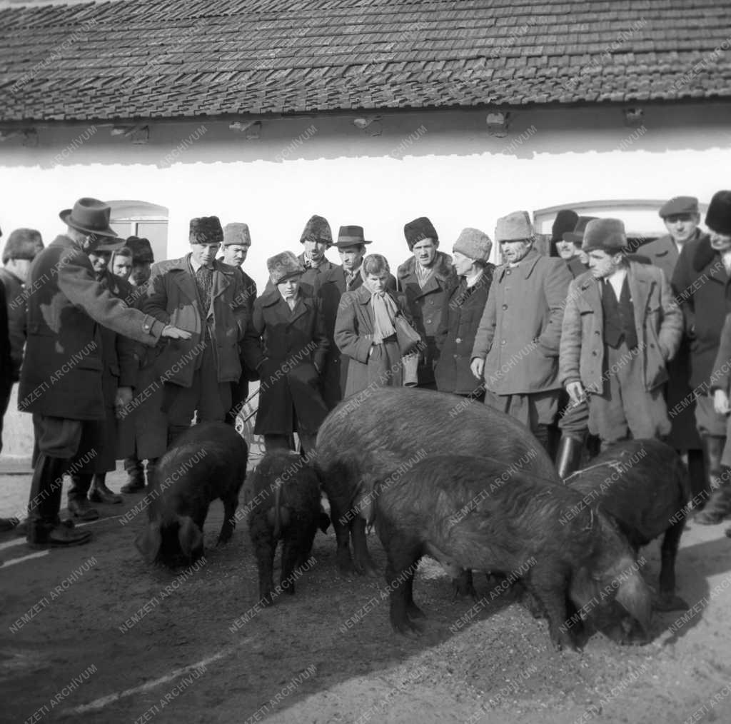 Mezőgazdaság - Mangalica sertések