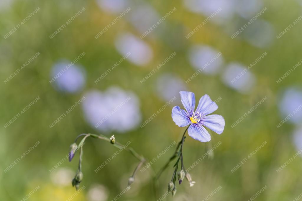 Természet - Vad len