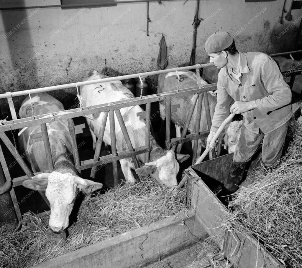 Mezőgazdaság - Állattenyésztési Kutató Intézet Tátompusztán