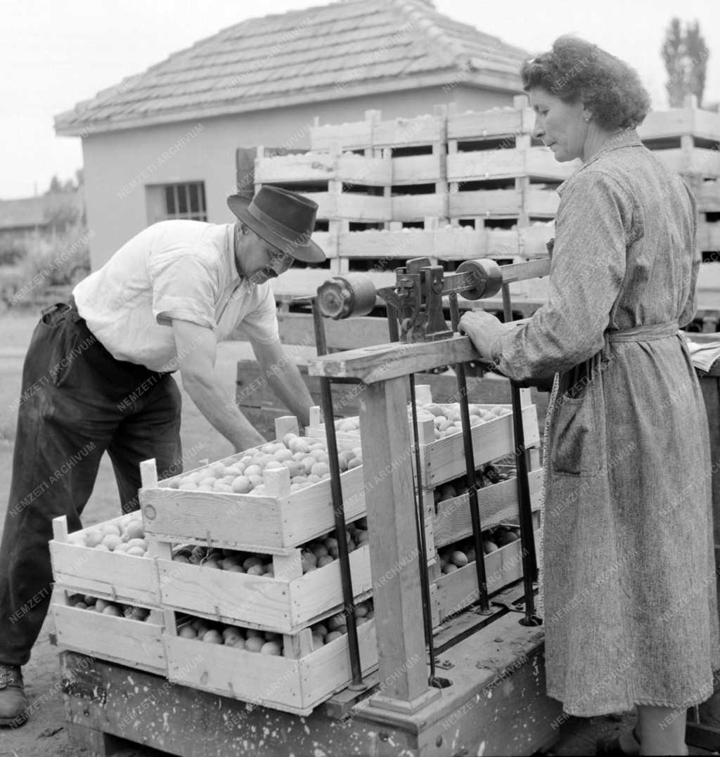 Mezőgazdaság - kereskedelem - Sárgabarack felvásárlás a Bács-megyei MÉK -nél