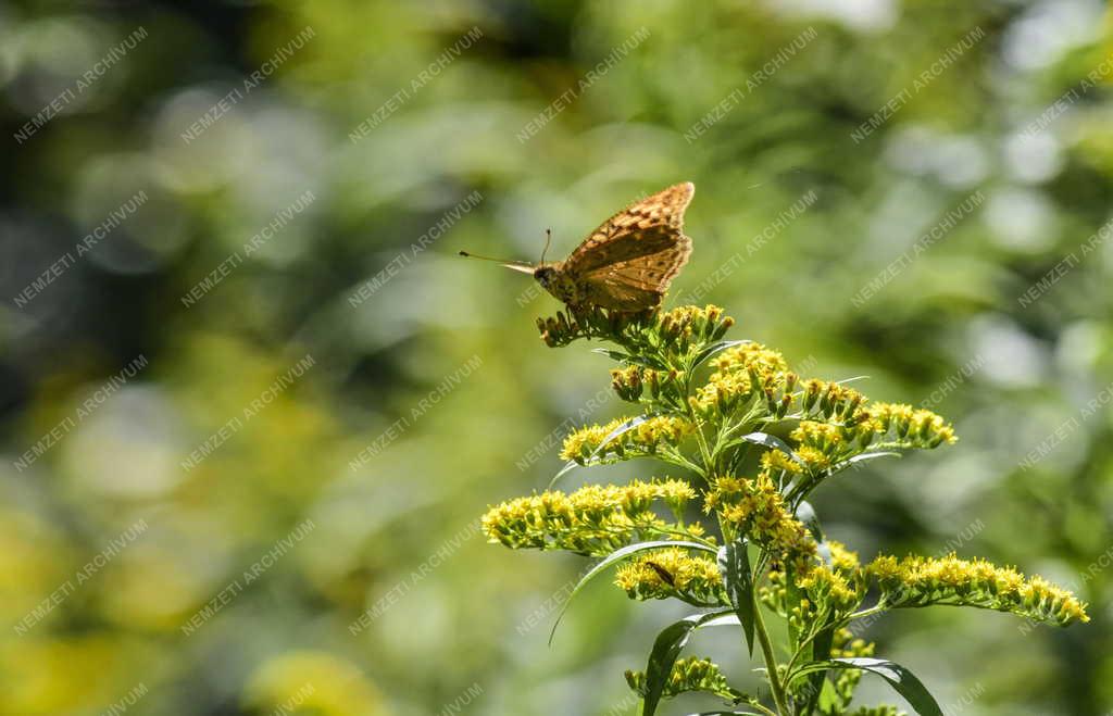 Természet - Budapest - Gyöngyházlepke