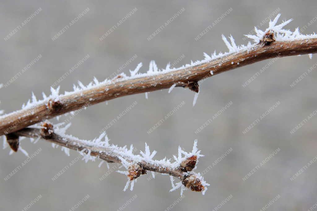 Természet - Debrecen - Zúzmarás növények