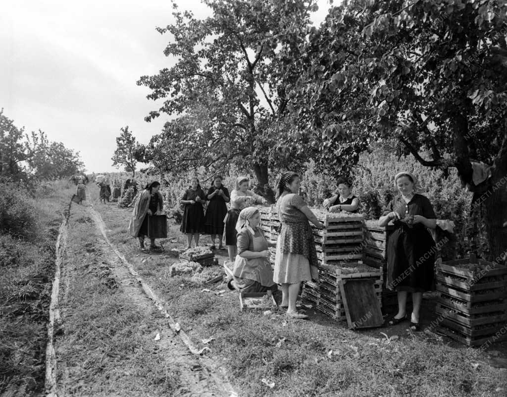Mezőgazdaság - Szőlőszüret a Mátraalján