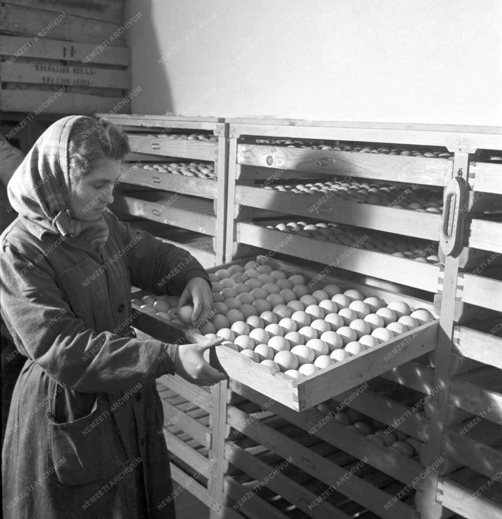 Mezőgazdaság - Baromfitenyésztés - Tenyésztojások