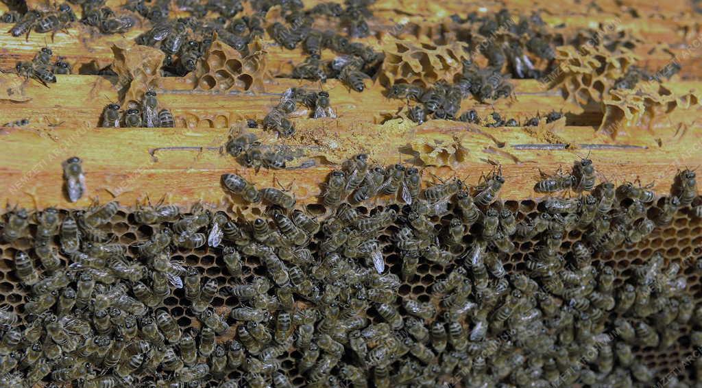 Méhészet - Sajószöged - Indul a méhész szezon