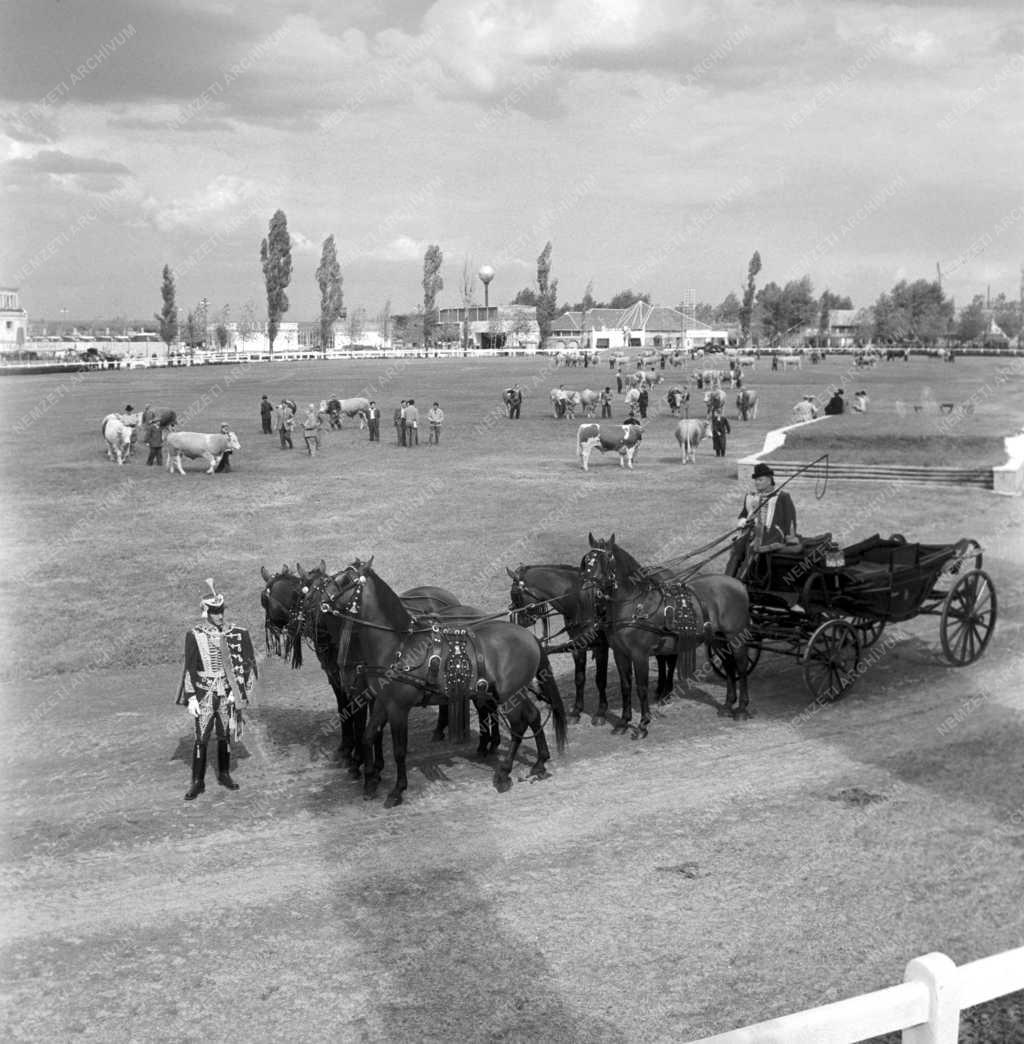 Mezőgazdaság - Országos Mezőgazdasági kiállítás és vásár