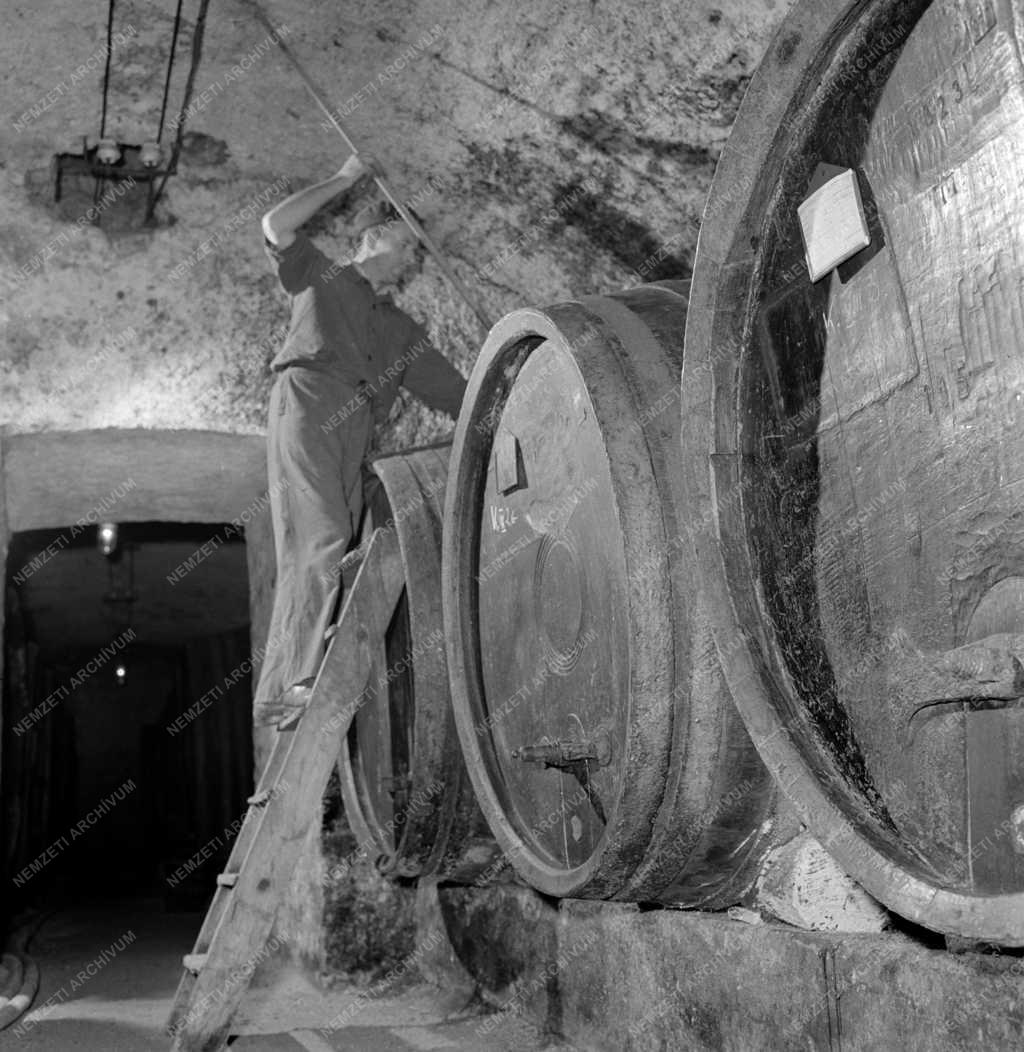 Ipar - Borászat - Százhúsz éves borospince