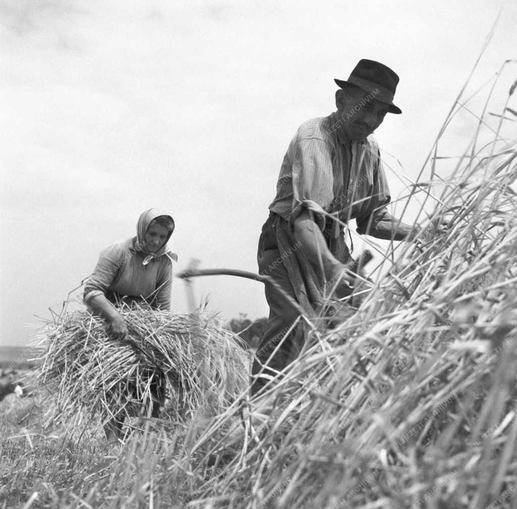 Mezőgazdaság - Aratás az erzsébeti Béke tsz-ben