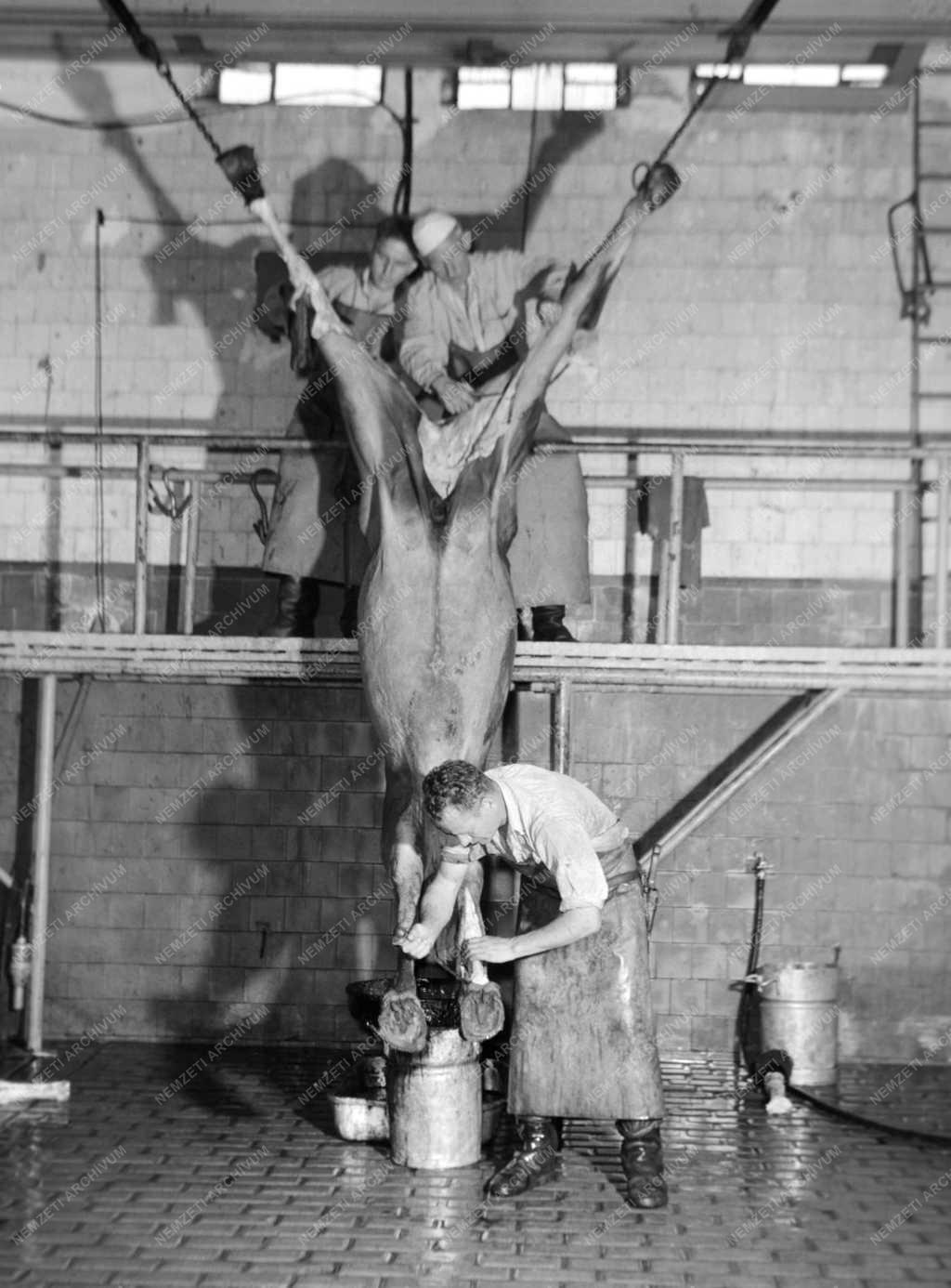 Élelmiszeripar - Lóvágóhíd