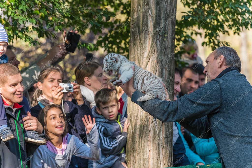 Természetvédelem - Felsőlajos - Fehér tigris