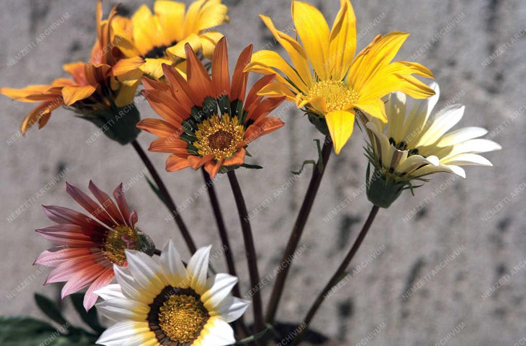 Természet - Virágok