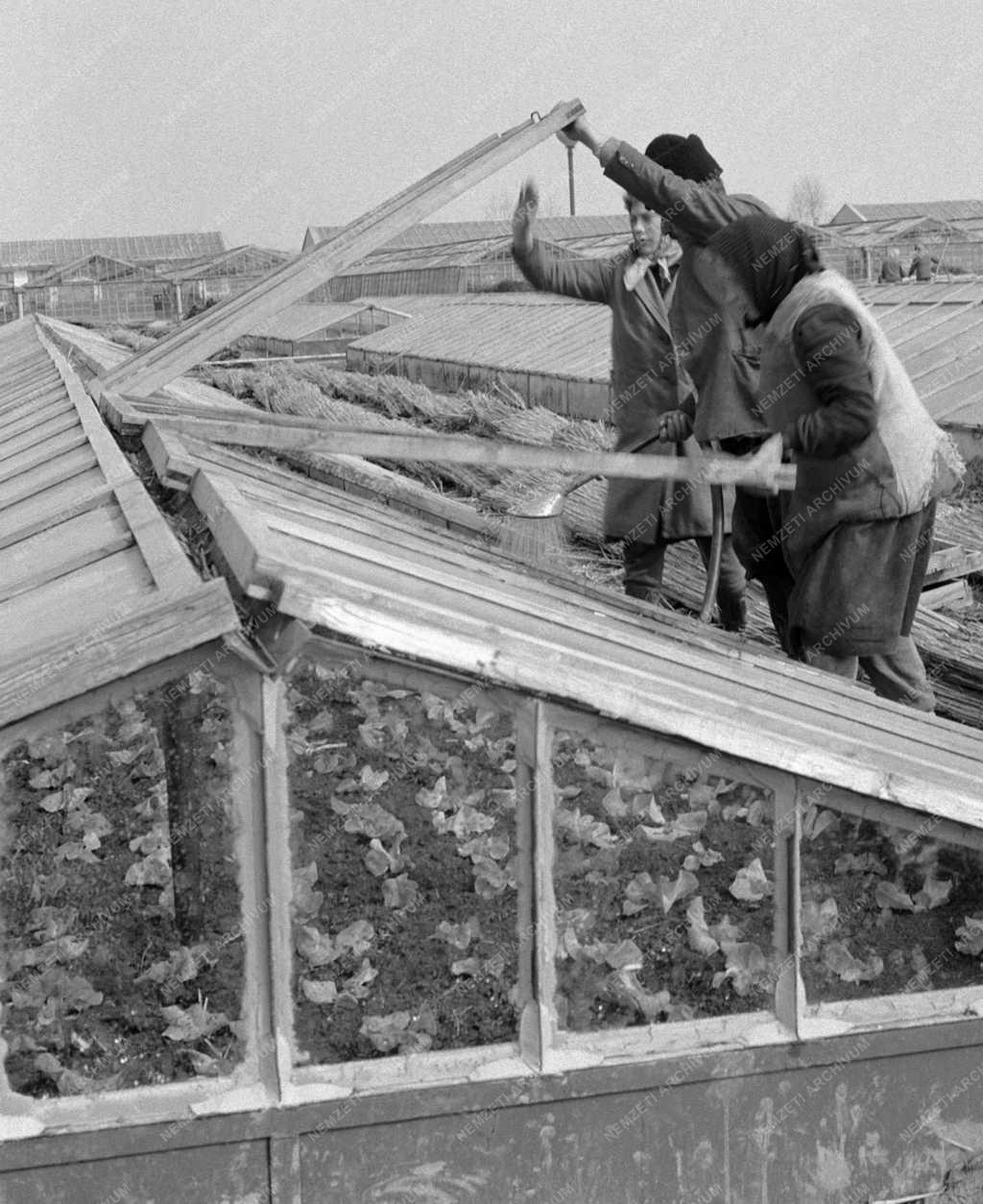 Mezőgazdaság - Üvegházi rózsa és primőr zöldségek a húsvéti ünnepekre